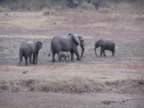 71 Elephants at Dusk.jpg (99kb)